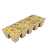 Firestarters | Citronella | Northern Lights