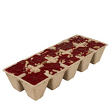 Firestarters | Evergreen Forest | Northern Lights