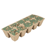 Firestarters | Evergreen Forest | Northern Lights